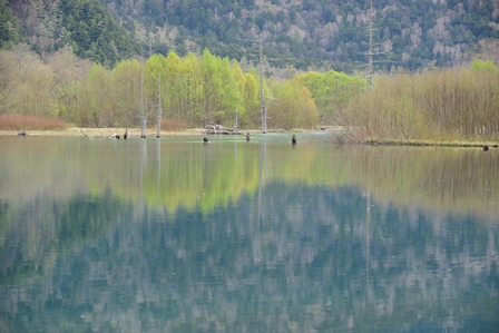 桜の咲く東北の旅　4/18～5/10　（最終）　ニリンソウ咲く徳沢_c0303868_8565078.jpg