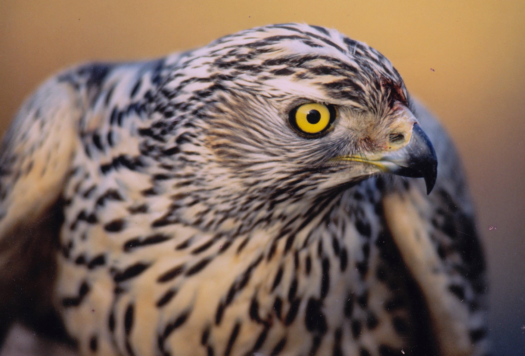 大和君置き去り事件・・大沼と鹿部の野鳥_c0229170_21165698.jpg