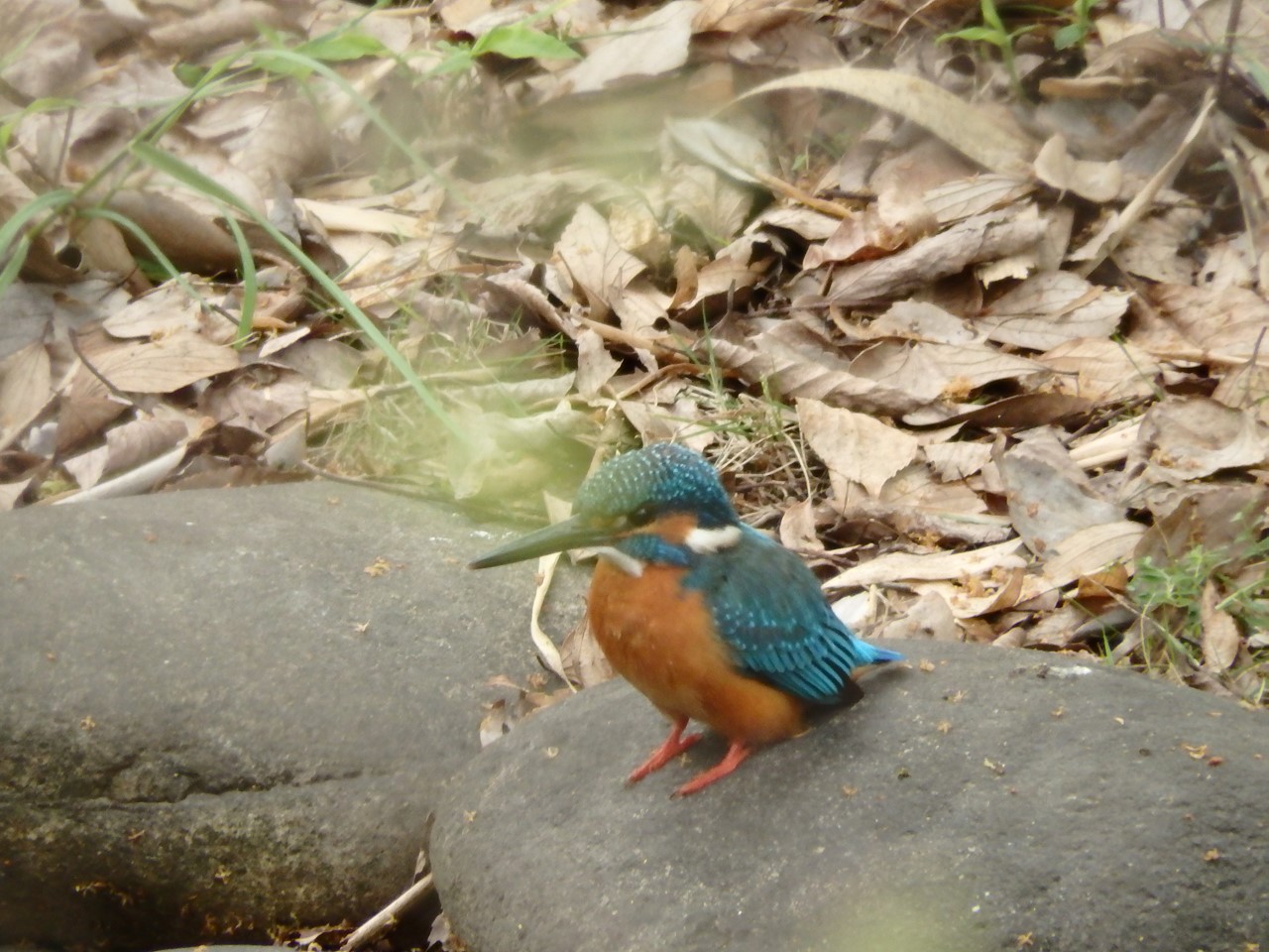 『河跡湖(かせきこ)公園を歩いて・・・・・』_d0054276_20285736.jpg