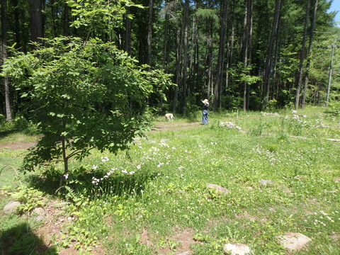 今年の初夏は例年以上に植物（緑）の育ちが旺盛だ_f0052277_0544086.jpg