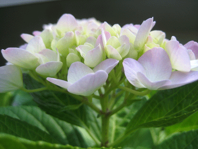 a0030594_1971419.gif