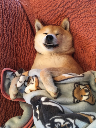 おはようございません 柴犬処 おはようございません 柴犬処