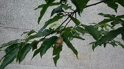 c0163102_20233432.jpg