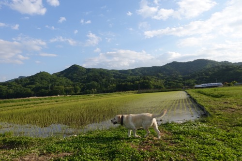 夕方散歩はいらないねー_e0192217_9535627.jpg