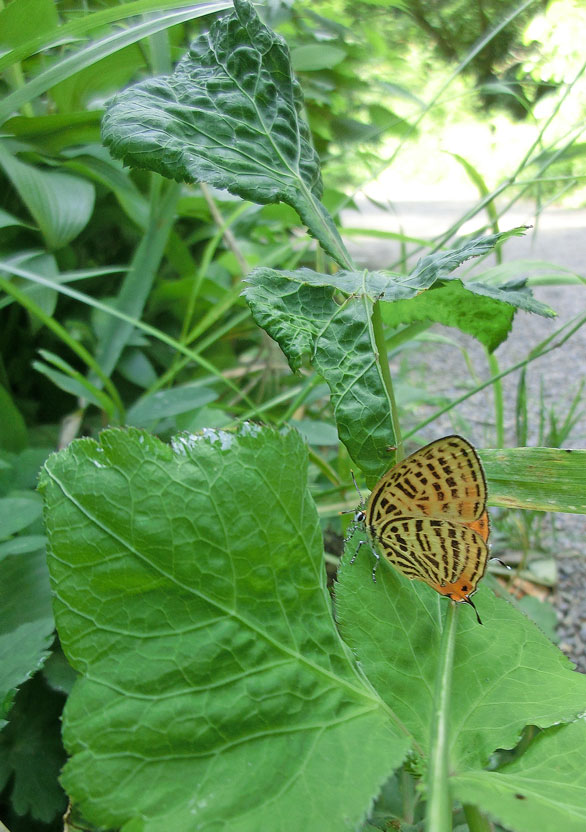 都心の森で夏トラフと遊ぶ　in2016.06.04_a0126632_19362044.jpg