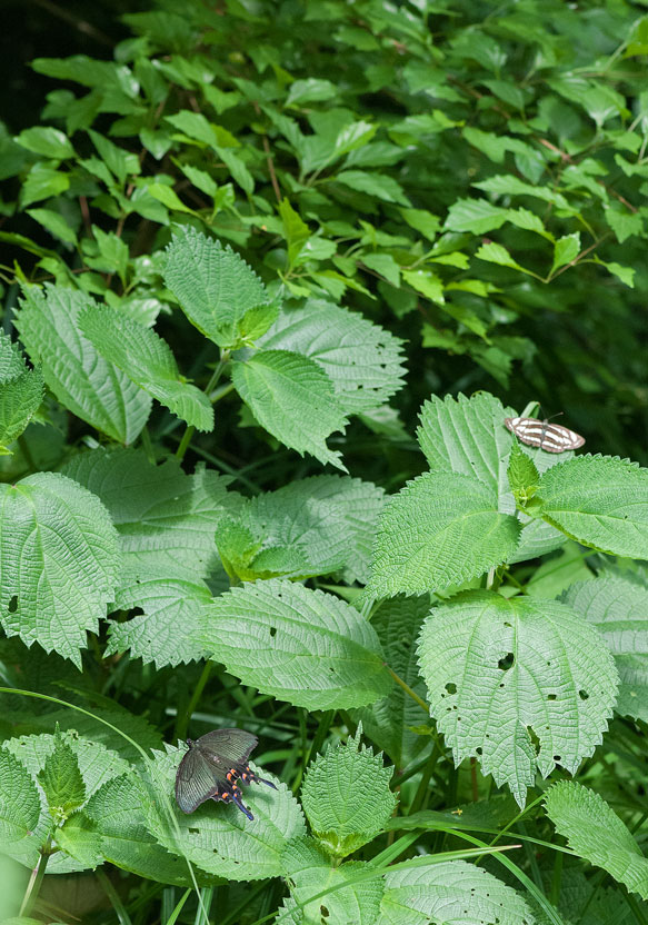 都心の森で夏トラフと遊ぶ　in2016.06.04_a0126632_19384914.jpg