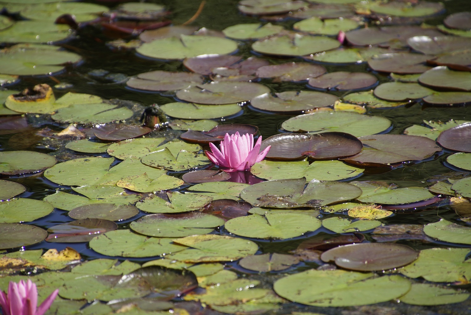 6月1日の日本庭園の花菖蒲_b0017844_09492641.jpg