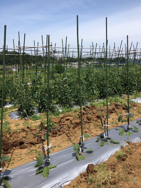 今朝は　蚕豆とエンドウ豆の畝の片づけと玉葱　じゃがいもの　のマルチ剥がし　各野菜の収穫です_c0222448_15531302.jpg