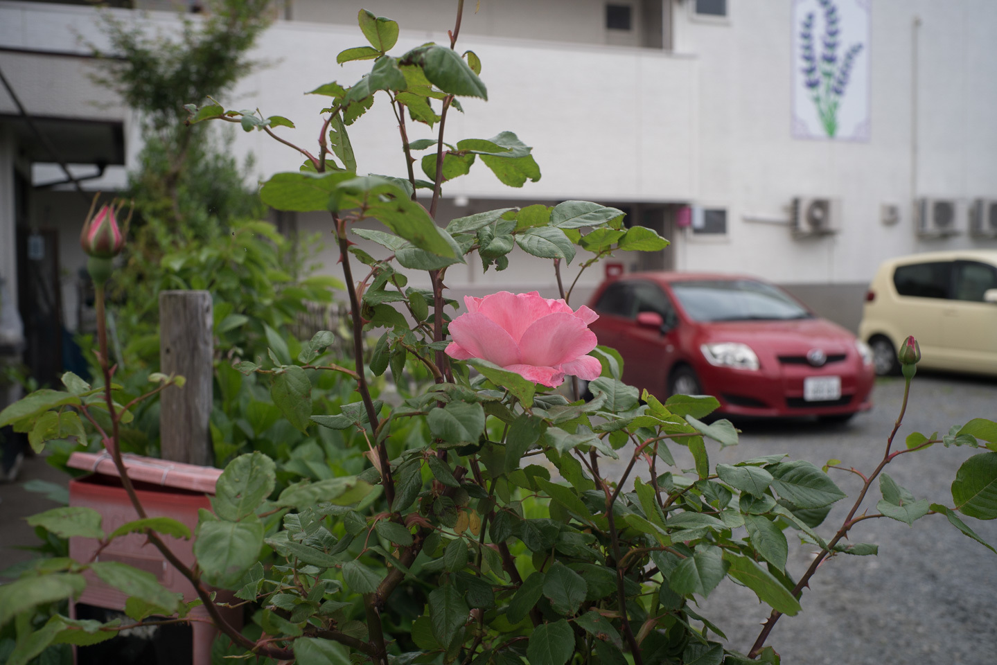 #2797 季節の花 8 ー薔薇の横顔_b0171150_11163876.jpg