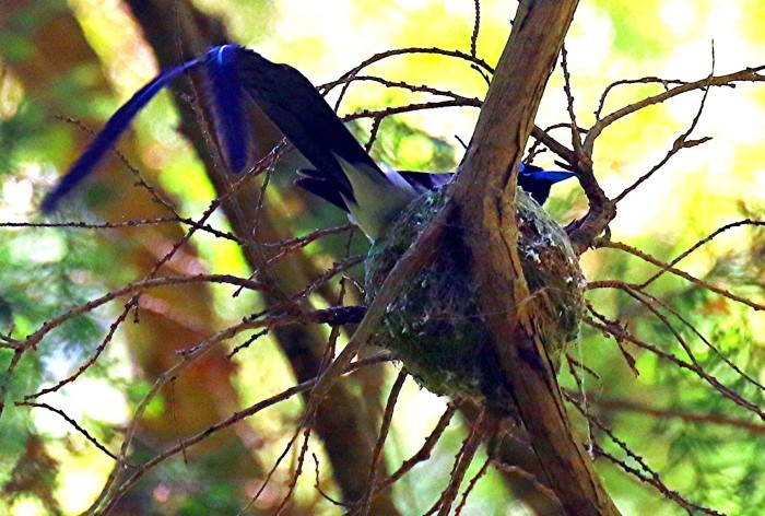 抱　卵　　サンコウチョウ_e0139059_18031692.jpg