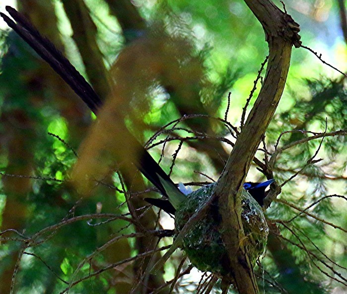 抱　卵　　サンコウチョウ_e0139059_18042461.jpg