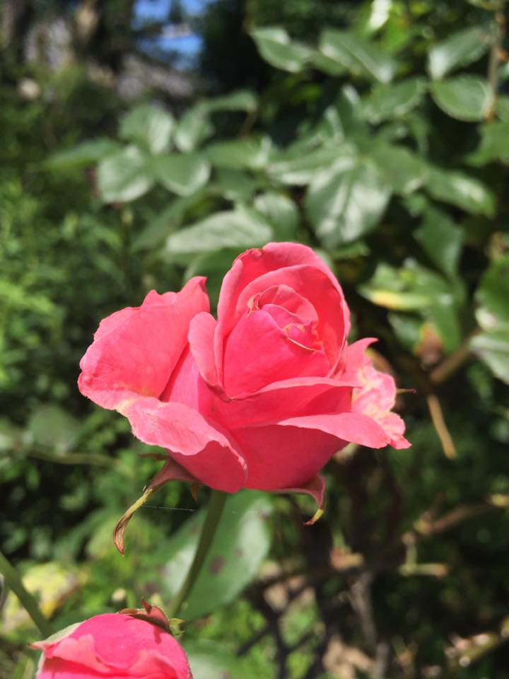 c0115560_10391310.jpg
