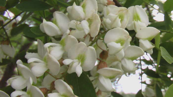 アカシアの花の天ぷら蕎麦 流れの向こうに アカシアの花の天ぷら蕎麦 流れの向こうに