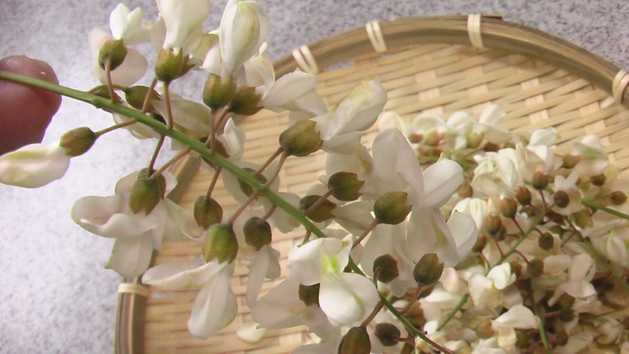 アカシアの花の天ぷら蕎麦 流れの向こうに アカシアの花の天ぷら蕎麦 流れの向こうに