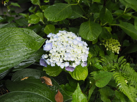 雨の中の紫陽花♪_d0168170_2246516.jpg