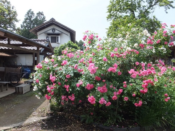 のんびり新潟 二宮家のバラ園 井ノ中カワズの井戸端ばなし