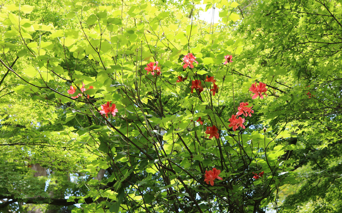 長谷寺 あじさい2016(5b)_e0182674_756247.jpg