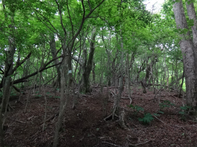 滑り込みセーフの平治岳（大分県由布市）_d0182075_233974.jpg