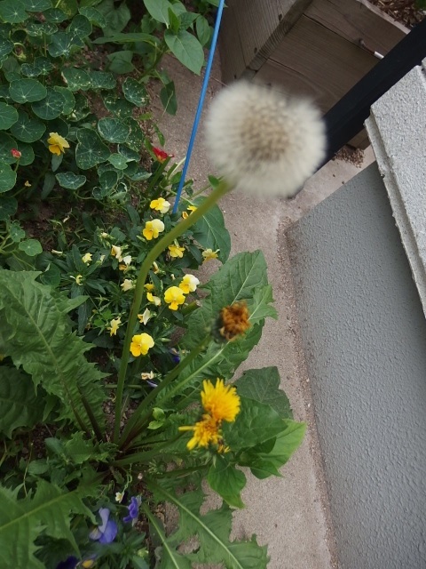 巨大タンポポの花の奇形 D1bada