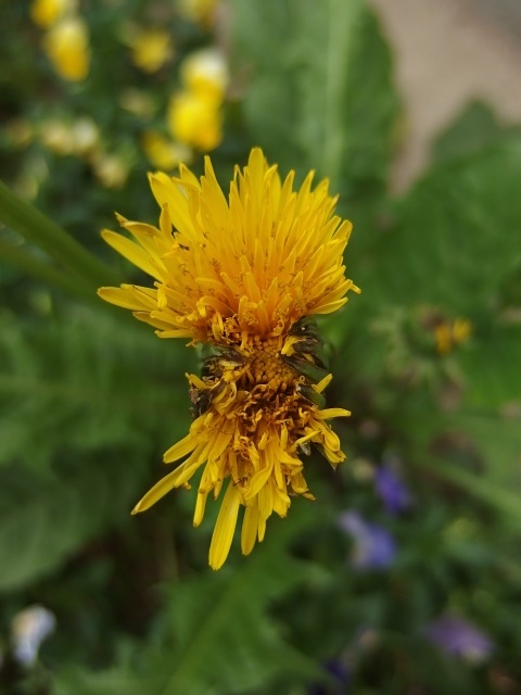 巨大タンポポの花の奇形 D1bada