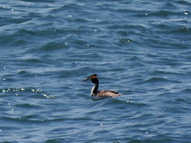 海岸でチョウゲンボウを待つ間の暇つぶし_d0088184_21520511.jpg