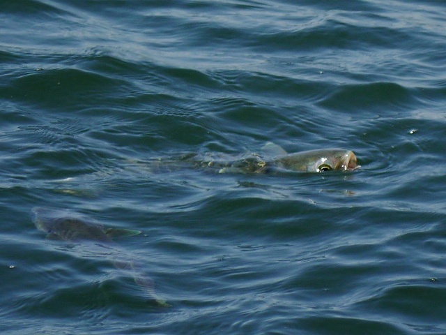 海岸でチョウゲンボウを待つ間の暇つぶし_d0088184_21523404.jpg