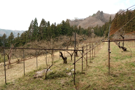 真田道を歩く・上州編(3)岩櫃城址を歩く_c0013687_17472858.jpg