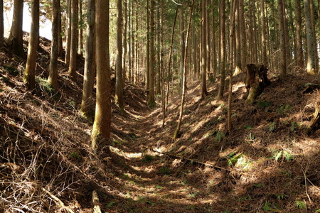 真田道を歩く・上州編(3)岩櫃城址を歩く_c0013687_17521347.jpg