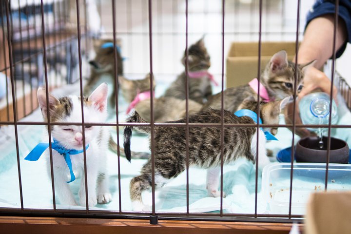 子猫の季節_d0353489_22385077.jpg