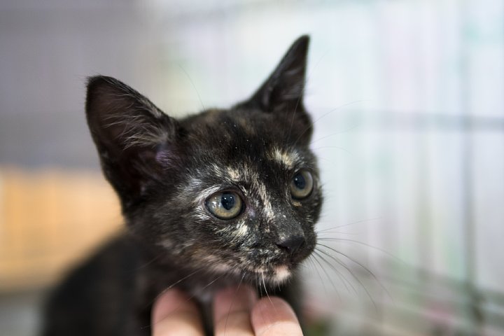 子猫の季節_d0353489_22403331.jpg