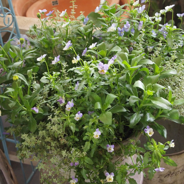 鉢植えは手をかけないと、かわいそう。_a0292194_16354855.jpg