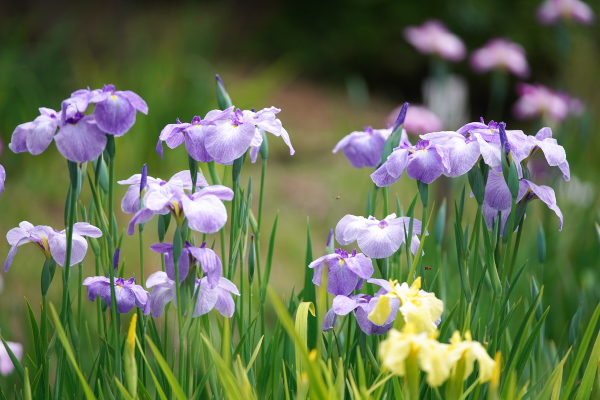 薬師池公園の紫陽花と花菖蒲・・・_f0233999_20552244.jpg