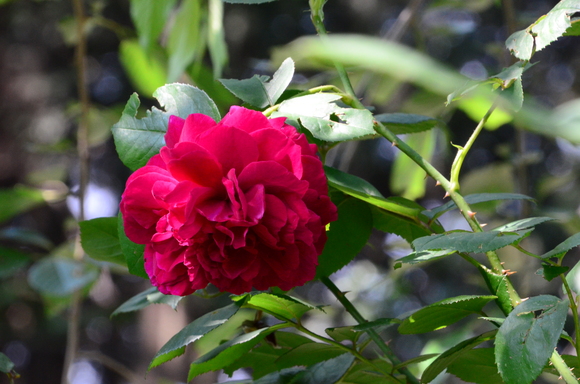 a0288500_20505892.jpg