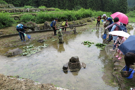 野外学習会「四谷の千枚田で生き物を観察しよう」_b0049200_15592342.jpg