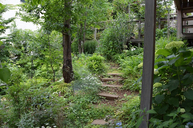 梅雨入りした、6月5日の庭。_c0124100_2239798.jpg