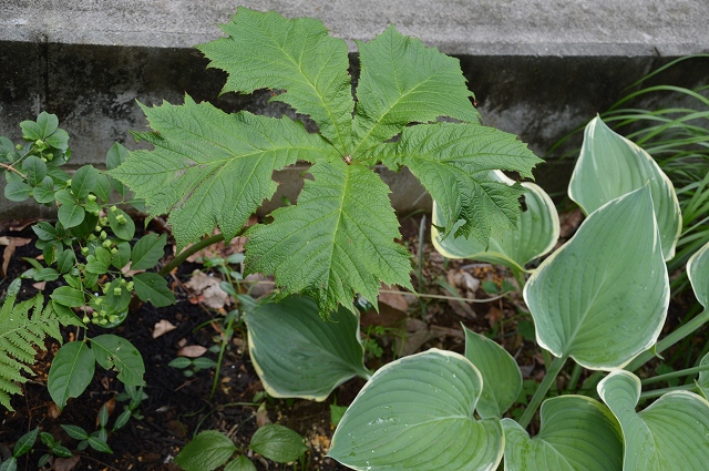 梅雨入りした、6月5日の庭。_c0124100_22405411.jpg