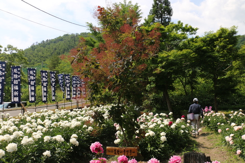 南陽市　諏訪神社　しゃくやく祭り・・・４_c0075701_18233580.jpg