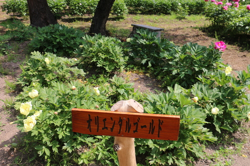 南陽市　諏訪神社　しゃくやく祭り・・・９_c0075701_19103953.jpg