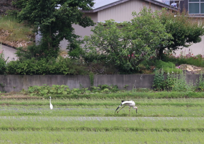 コウノトリＪ0041（ゆきちゃん）に会いに福井県に_d0342101_00302954.jpg