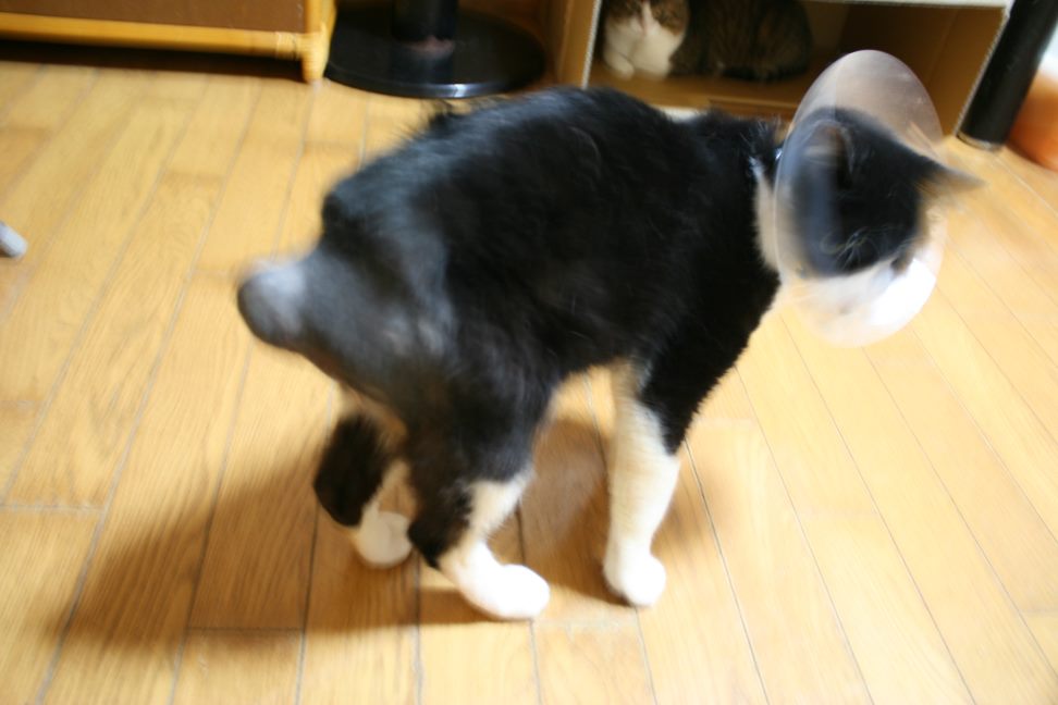 ジェントルくん 無事に手術が終わりました_f0242002_2222370.jpg