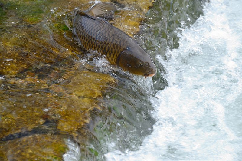 鴨川のサギ _f0032011_1728375.jpg