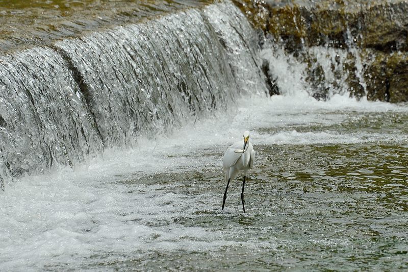 鴨川のサギ _f0032011_17351768.jpg