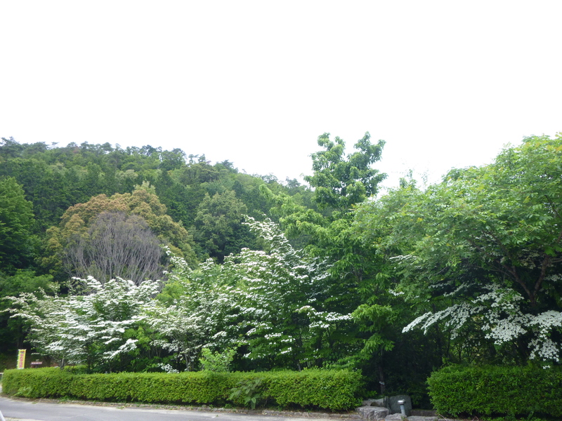 高木山 (347M) 登頂する_d0170615_149615.jpg