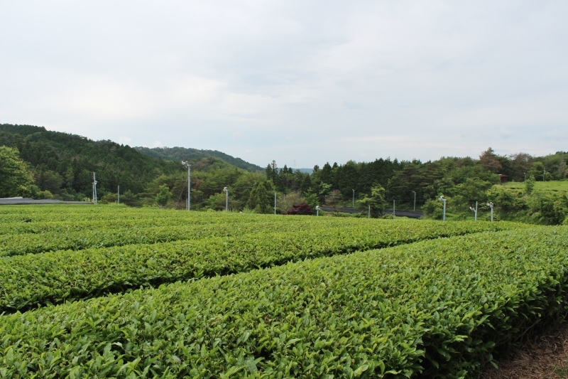 下山和合、うれしいがモリモリ_b0220318_11324325.jpg