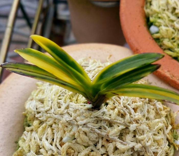 御棚拝見 84歳富貴蘭歴10年弱 : □ サムライ オーキッド □ 富貴蘭