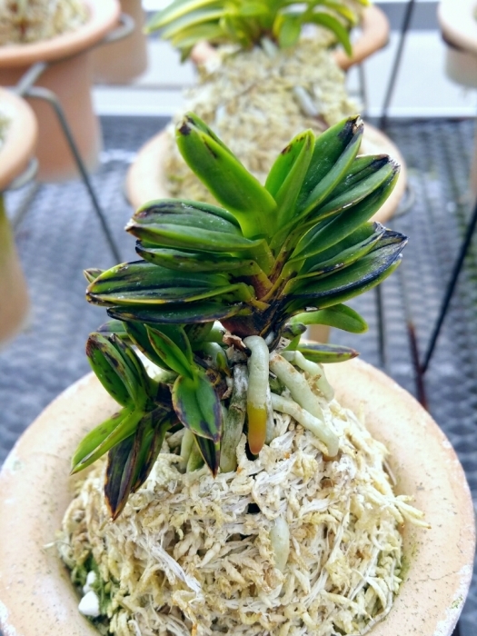 富貴蘭　必見！!五十鈴川 風蘭 五十鈴川 | 和歌蘭さんぺいの独り言