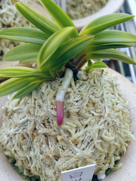 御棚拝見 84歳富貴蘭歴10年弱 : □ サムライ オーキッド □ 富貴蘭