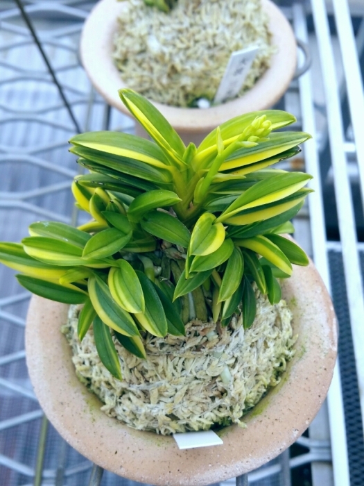 御棚拝見 84歳富貴蘭歴10年弱 : □ サムライ オーキッド □ 富貴蘭