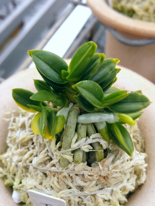 御棚拝見 84歳富貴蘭歴10年弱 : □ サムライ オーキッド □ 富貴蘭