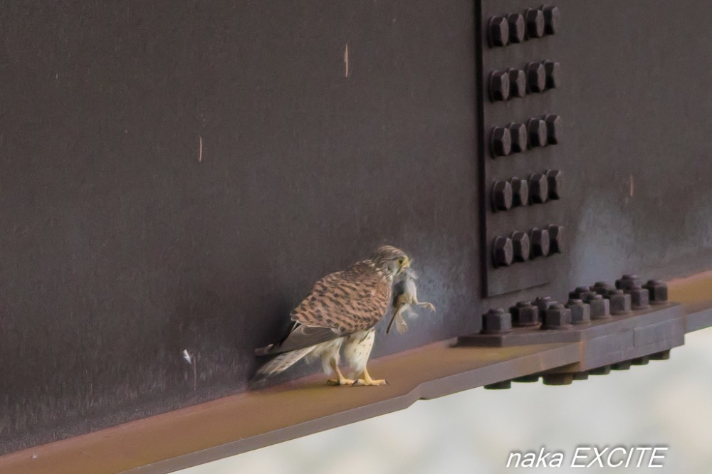 チョウゲンボウの食事　（2016/06/05　雨）_f0281533_12464759.jpg